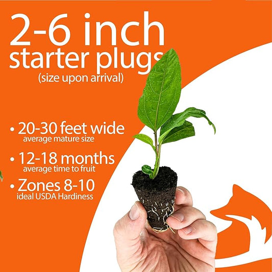 4-Pack of Fruiting Starter Plant Plugs by Foxtown Farms (Purple Possum Passionfruit (4-Pack))