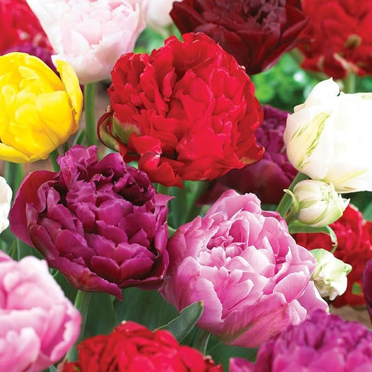 Garden State Bulb Double Dutch Mixed Tulip Flower Bulbs, 12/+ cm, Fall Planting (Bag of 100)