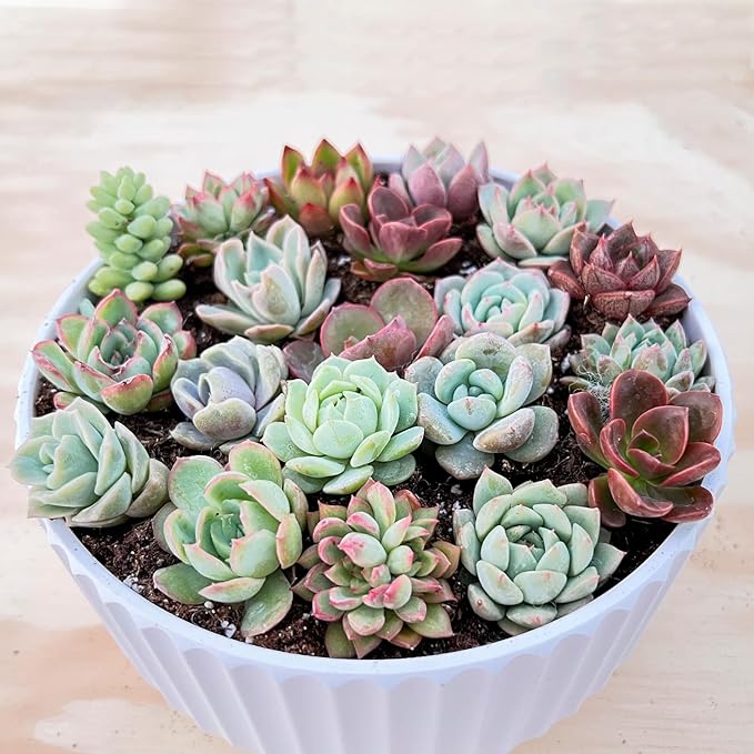 Sprout N Green 1 Assorted Succulents with Root, Live Plants Collection, Without Plant Pot, Great for Gardener Beginner, DIY Projects, Wedding Party Favor, Easy to Care