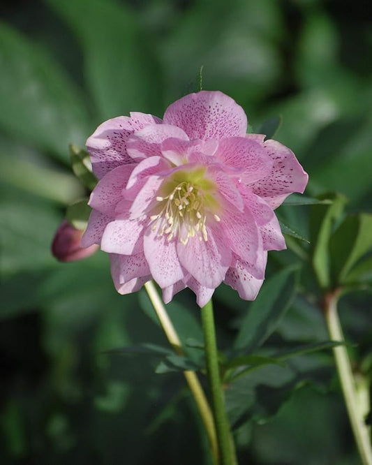 Perennial Farm Marketplace Helleborus x W.J. 'Cotton Candy' (Lenten Rose) Perennial, 1 Quart, Pink Flowers