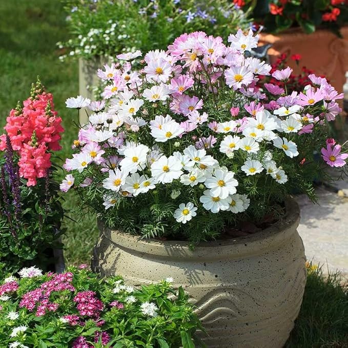 Eden Brothers Cosmos Seeds - Apollo Lovesong