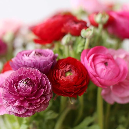 Easy to Grow Ranunculus Tecolote Very Berry Collection - 30 Plant Bulbs, Pink Purple & Red Flowers in Spring, Full Sun Mediterranean