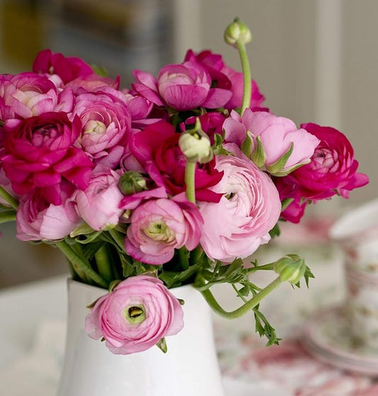 Easy to Grow Ranunculus Tecolote Very Berry Collection - 30 Plant Bulbs, Pink Purple & Red Flowers in Spring, Full Sun Mediterranean