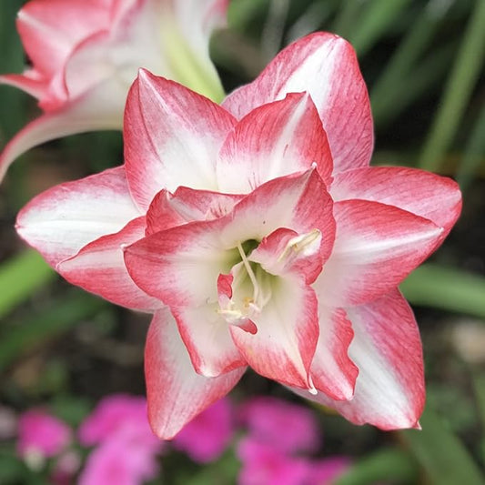 Easy to Grow Amaryllis Blossom Peacock 1 Plant Bulb - Pink & White Star Double-Flowering Blooms for Holiday Indoor & Outdoor Zones 9-11