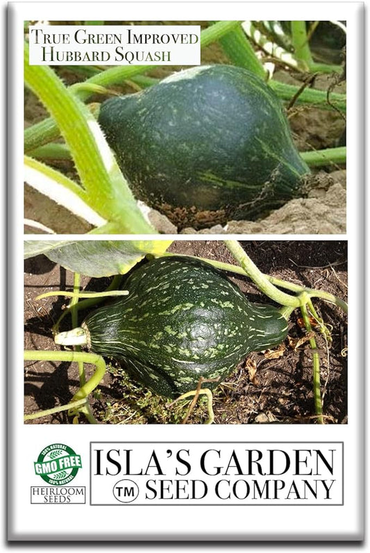 True Green Improved Hubbard Squash Seeds (Cucurbita Maxima) – 25 Heirloom Non-GMO Seeds by Isla’s Garden Seeds, Ideal for Planting, Excellent for Home Gardens, Perfect Gardening Gift