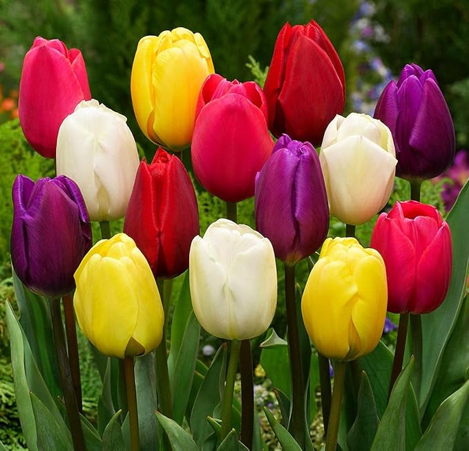Triumph Tulip 100 Bulbs for Fall Planting Mixed Perennial Hybrids Darwin Changing Colors Emperor Mixture Size 12+ (Emperor Mixture)