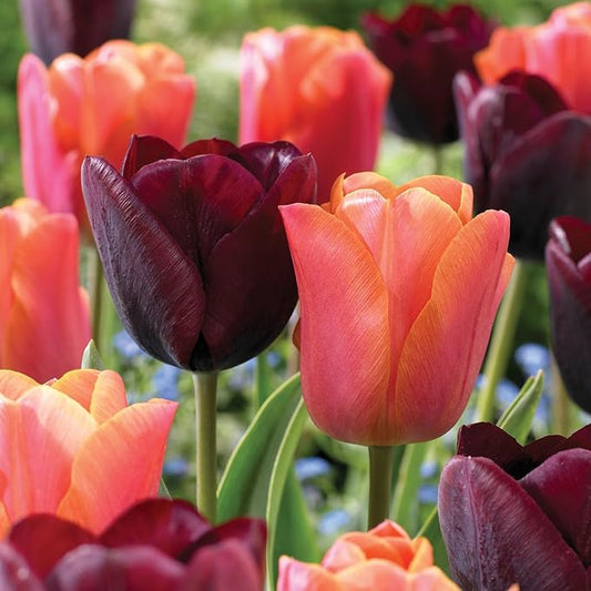 Garden State Bulb Maroon and Orange Mix Triumph Tulip Flower Bulbs, 12/+ cm, Fall Planting (Bag of 50)