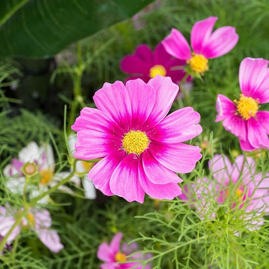 Eden Brothers Cosmos Seeds - Radiance