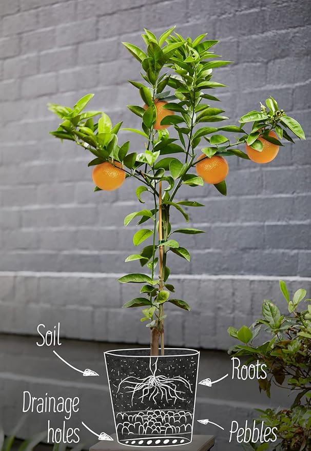 GARDENERA Citrus Tree Potting Soil Mix, Special Blend for Indoor Oranges, Lemons, Limes and More - (5 Quart Bag)