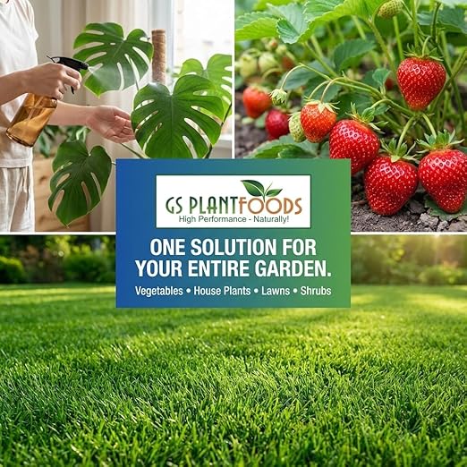 GS Plant Foods Liquid Fish & Kelp Fertilizer (5 Gallons) – Organic Material Review Institute Listed Natural Plant Food for Home Gardens, and Vegetables