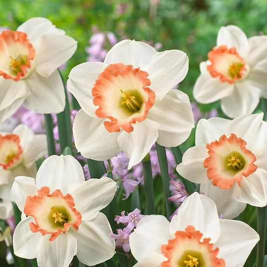 Garden State Bulb Narcissus Large Cupped Pink Charm Daffodil Flower Bulbs, 16/18cm, Fall Planting (Bag of 100)