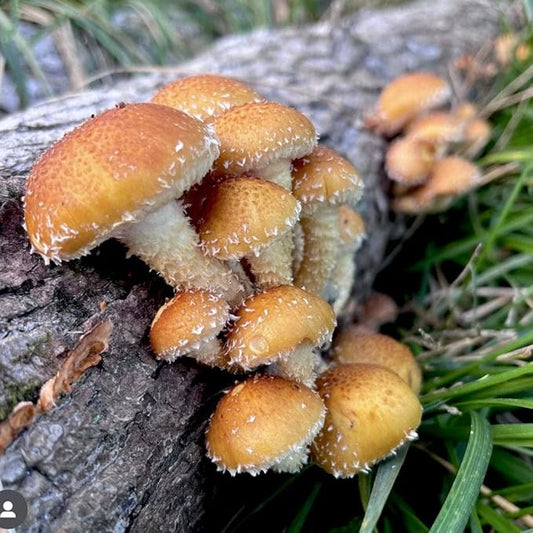 North Spore Organic Chestnut (500 ct) Mushroom Plugs for Logs | Premium Quality Mushroom Plug Spawn | Handmade in Maine, USA | Grow Gourmet Mushrooms Outdoors on Logs | Pholiota adiposa