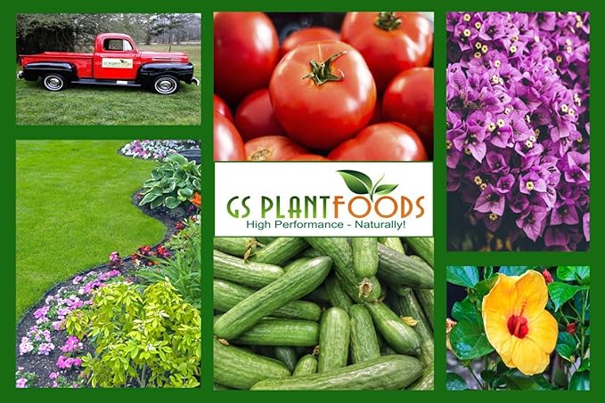 GS Plant Foods All Purpose Water Soluble 20-20-20 Fertilizer Balanced NPK Plant Food with Micronutrients, Contains Kelp (Ascophyllum nodosum) for Indoor & Outdoor Plants, Gardens & Turf (3 lbs)