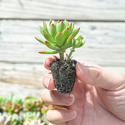 Sprout N Green 1 Assorted Succulents with Root, Live Plants Collection, Without Plant Pot, Great for Gardener Beginner, DIY Projects, Wedding Party Favor, Easy to Care