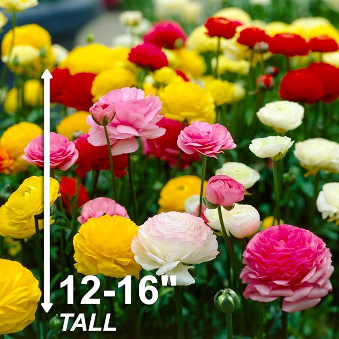 Garden State Bulb Ranunculus Mixed Flower Bulbs, 7/8cm, Fall Planting (Bag of 100)