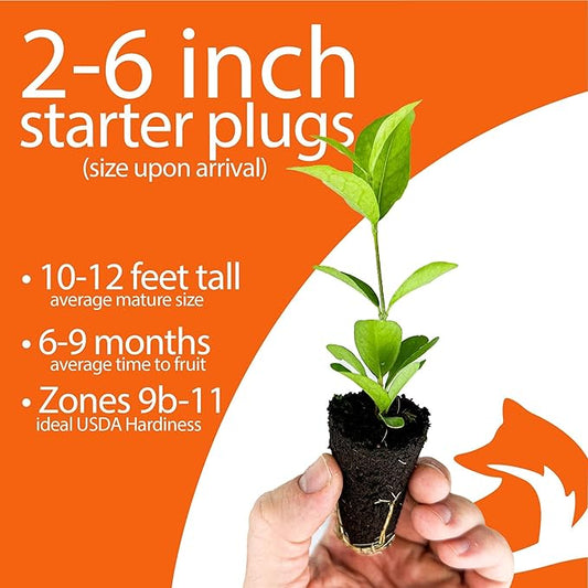 4-Pack of Fruiting Starter Plant Plugs by Foxtown Farms (Barbados Cherry (4-Pack))