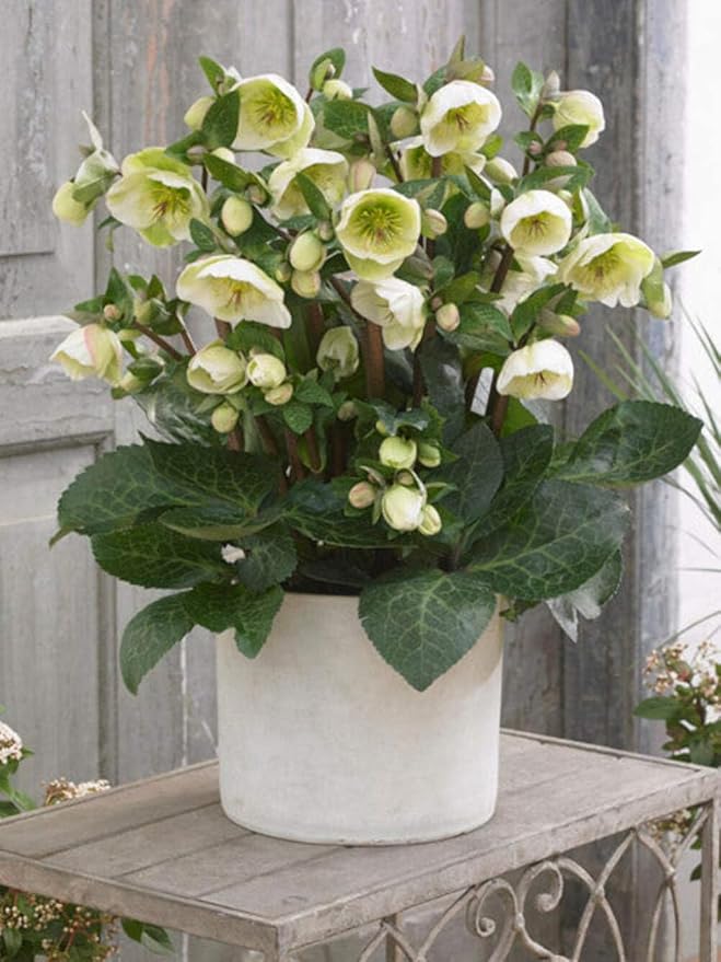 Perennial Farm Helleborus Frostkiss® Moondance™ No. 1
