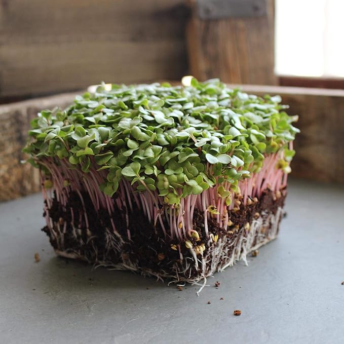 Radish Sprouting Seed - Red Arrow Variety - 4 oz Seed Pouch - Heirloom Radish Sprouts - Non-GMO Sprouting and Micro Greens