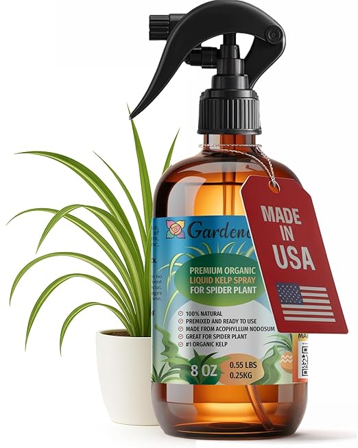 GARDENERA Professional Organic Liquid Kelp Spray for Spider Plant Plants - 8 oz - Ready-to-Use Fully Organic Seaweed & Kelp Fertilizer Mist