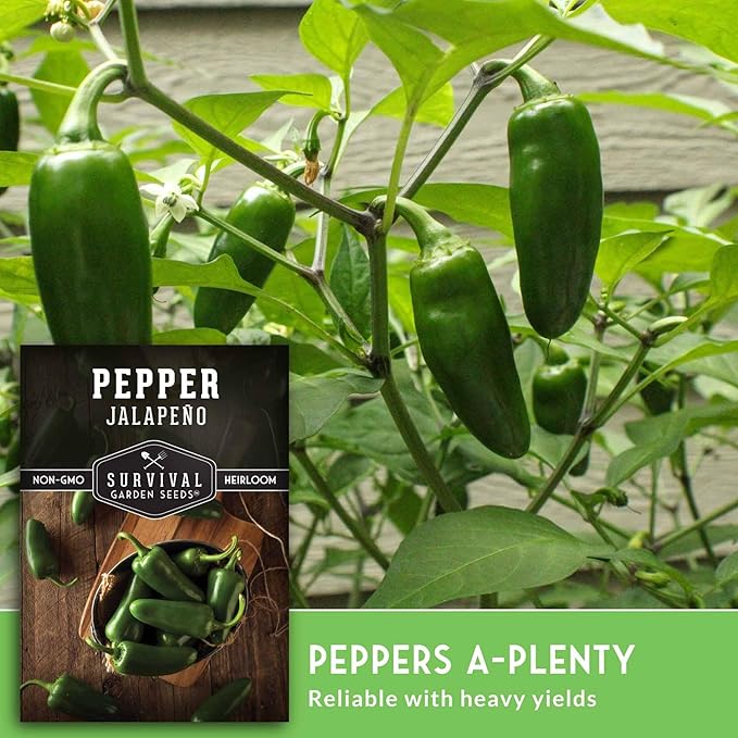 Jalapeño Pepper Seeds for Planting | Hot Heirloom Non-GMO Peppers for Pickling & Salsas – Survival Garden Seeds (1 Pack)