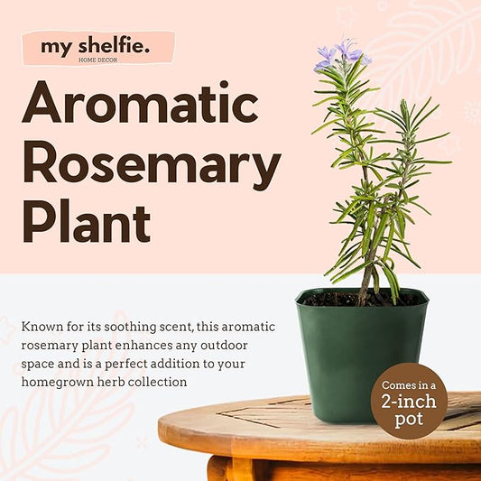My Shelfie - Rosemary Plant Starter, Aromatic Rosemary Plants Live in 2-Inch Pot, Live Plants 2-3 Inch Tall, Blue-Purple Rosemary Herb Plants, Bee-Friendly, 1 Piece, Green