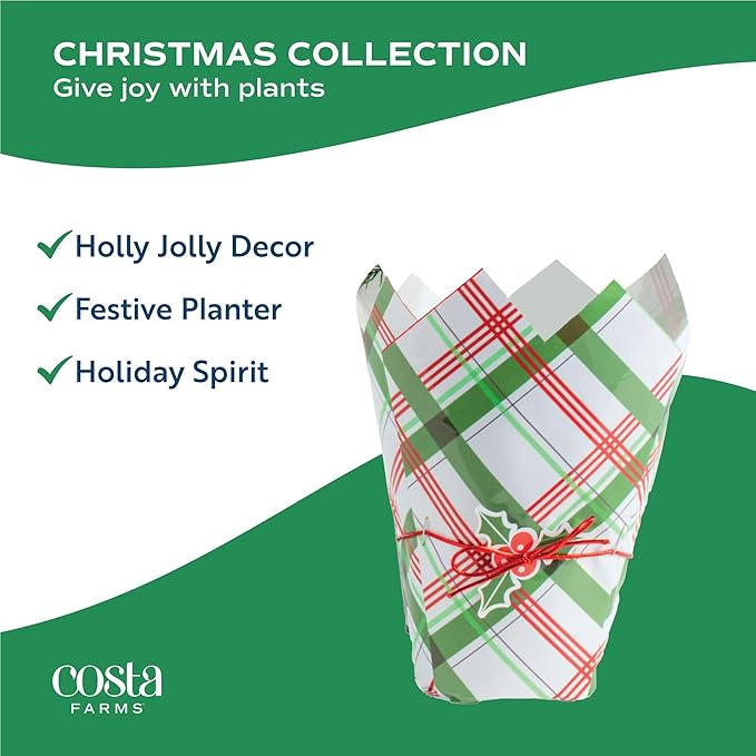Costa Farms Norfolk Island Pine, Live Christmas Tree Plant in Gift Wrap Plant Pot, Small Indoor Houseplant Includes Ornaments, Home, Room, or Office Decor, Decoration, 10-14 Inches Tall