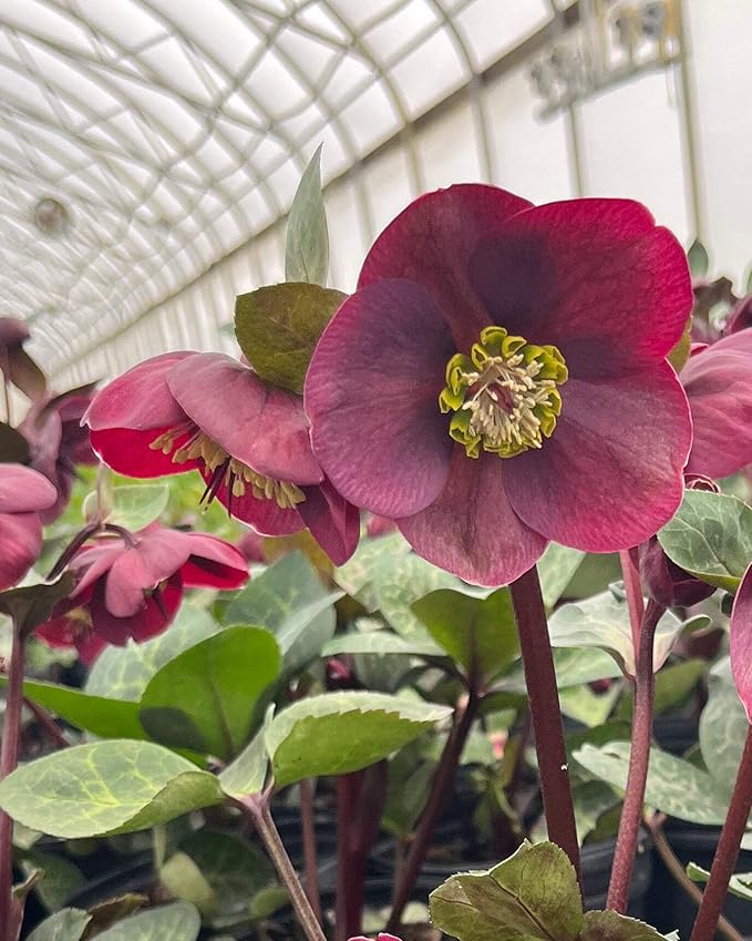 Perennial Farm Helleborus x Frostkiss® Vibey Velvet ™ No. 1