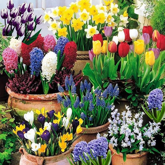 50 Mixed Flowers Bulbs for Fall Planting, Early Spring Bloom, 50 Days Colorful Blooms, Top Size Bulb, Easy Care, 5 Random Varieties for Groundcover