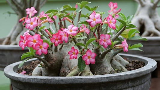 Premium Desert Rose Potting Soil by Gardenera - Unlock The Beauty of Your Adenium Plants - 5 QUARTS