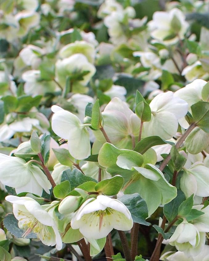 Perennial Farm Helleborus Frostkiss® Moondance™ No. 1
