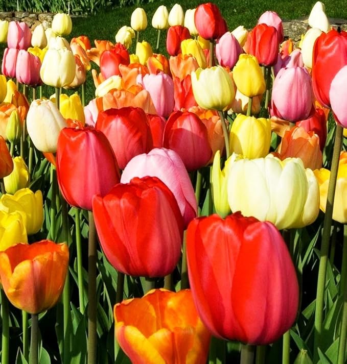 Triumph Tulip 100 Bulbs for Fall Planting Mixed Perennial Hybrids Darwin Changing Colors Emperor Mixture Size 12+ (Emperor Mixture)