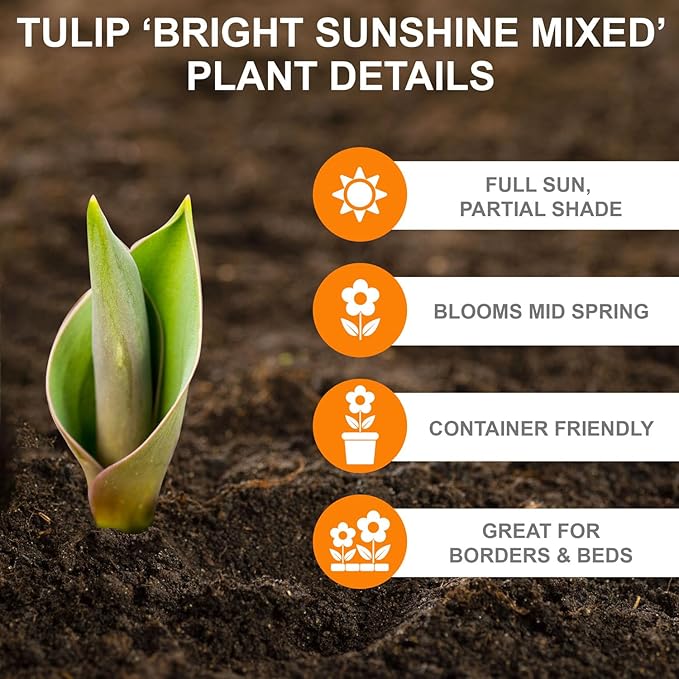 Garden State Bulb Bright Sunshine Mix Single Late Tulip Flower Bulbs, 12/+ cm, Fall Planting (Bag of 50)