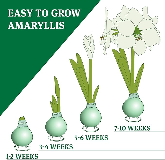 Blue Skies Waxed Amaryllis Flower Bulb with Stand, Grow Real Blooming Indoor Spring Flowers, No Water Needed