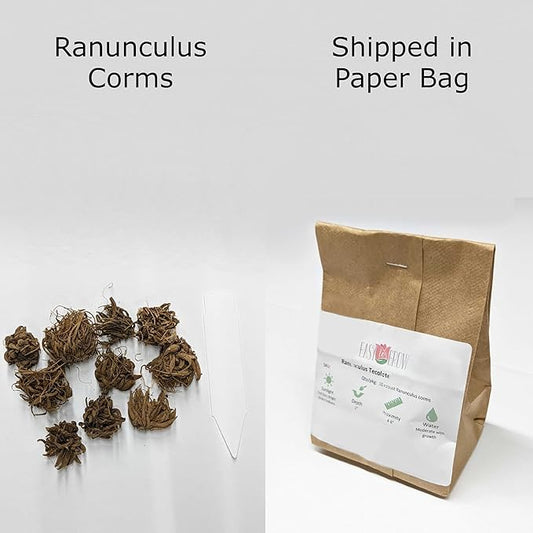 Easy to Grow Ranunculus Tecolote Pastel Collection - 30 Plant Bulbs, Pink & White Flowers in Spring, Full Sun Mediterranean