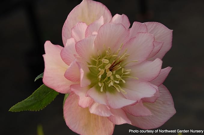 Perennial Farm Marketplace Helleborus x W.J. 'Cotton Candy' (Lenten Rose) Perennial, 1 Quart, Pink Flowers