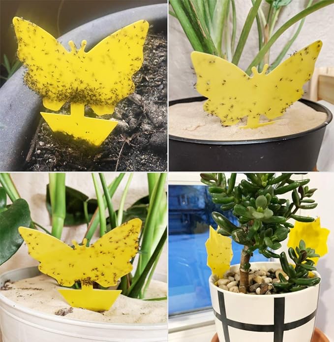 60 Pack Fruit Fly Trap, Fungus Gnat Trap Killer Protect Plants Indoor Outdoor, Double Sided Yellow Bug Sticky Traps for Fungus Gnat, Fruit Fly and Other Insects