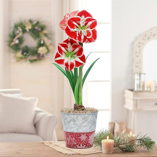 BRECK'S - Samba Red and White Flowering Amaryllis Bulb Gift Kit - One Dormant Bulb Pre-Planted in a Metallic Decorative Planter