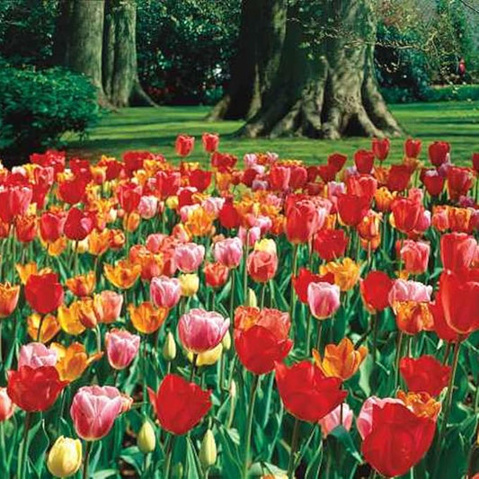 Direct Gardening Long-Stemmed Perennial Tulip Mixture, Dormant Spring Flowering Bulbs, 35 per Offer