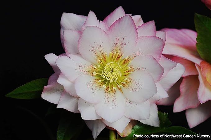 Perennial Farm Marketplace Helleborus x W.J. 'Cotton Candy' (Lenten Rose) Perennial, 1 Quart, Pink Flowers
