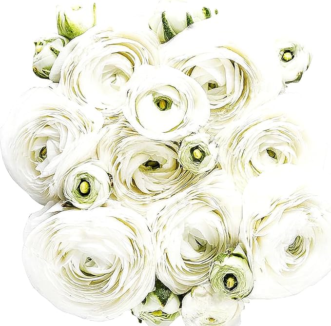French Peony Mixed Ranunculus - 12 Largest Size Corms, Premium Ranunculus Bulbs, Vibrant Multicolor Blooms, Ideal for Garden Beds, Perfect for Spring Planting, Stunning Peony-Like Flowers