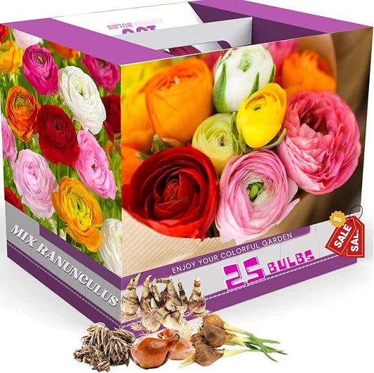 Mix Ranunculus Flowers Bulbs for Spring Planting, Perennial Flower Bulbs, Early Spring Flower to Plant Outside, Colorful Blooms Groundcover Bulbs, Top Size