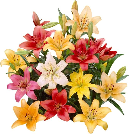Lilium Asiatic Hybrid Lilies Mix Plant Bulbs (12 Pack) - Colorful Mix of Flowering Blooms in Summer Gardens