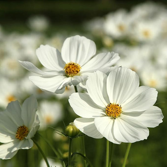 Eden Brothers Cosmos Seeds - Purity