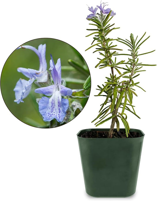 My Shelfie - Rosemary Plant Starter, Aromatic Rosemary Plants Live in 2-Inch Pot, Live Plants 2-3 Inch Tall, Blue-Purple Rosemary Herb Plants, Bee-Friendly, 1 Piece, Green