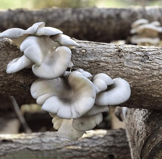 North Spore Organic Blue Oyster (500 ct) Mushroom Plugs for Logs | Premium Quality Mushroom Plug Spawn | Handmade in Maine, USA | Grow Gourmet Mushrooms Outdoors on Logs | Pleurotus ostreatus