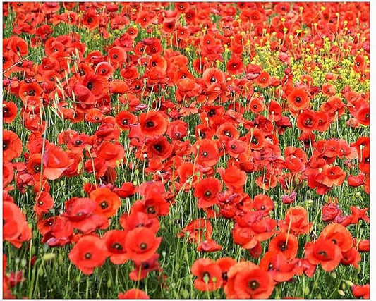 Pollinator Attracting Wildflower Seeds - Attracts Bees, Butterflies, and Other Beneficial Insects, Bees Knees Mix