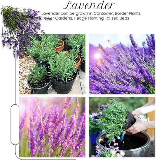 4 Provence Lavender Plants Live Outdoor Indoor, Cold Hardy Fragrant Perennial Herb for Garden and Landscape, 4-8 Inch Tall