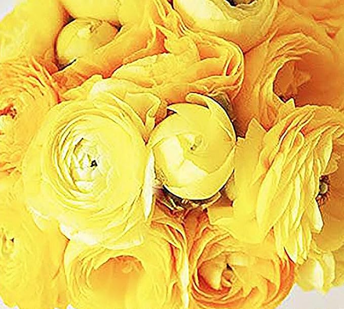 French Peony Mixed Ranunculus - 12 Largest Size Corms, Premium Ranunculus Bulbs, Vibrant Multicolor Blooms, Ideal for Garden Beds, Perfect for Spring Planting, Stunning Peony-Like Flowers