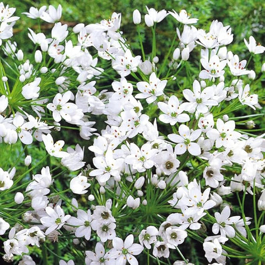 White Allium neapolitanum Flower Bulbs - 25 Bulbs per Pack - Pleasantly Scented - Attracts Butterflies and Hummingbirds - Deer Resistant - Good as Cut Flowers - Perennializing - Grow Live Plants