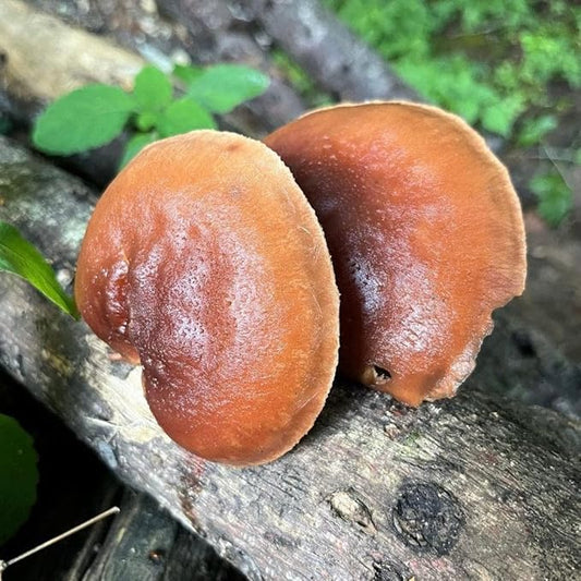 North Spore Organic Reishi (500 ct) Mushroom Plugs for Logs | Premium Quality Mushroom Plug Spawn | Handmade in Maine, USA | Grow Gourmet Mushrooms Outdoors on Logs | Ganoderma lucidum